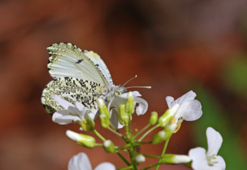 Falcate Orangetip female